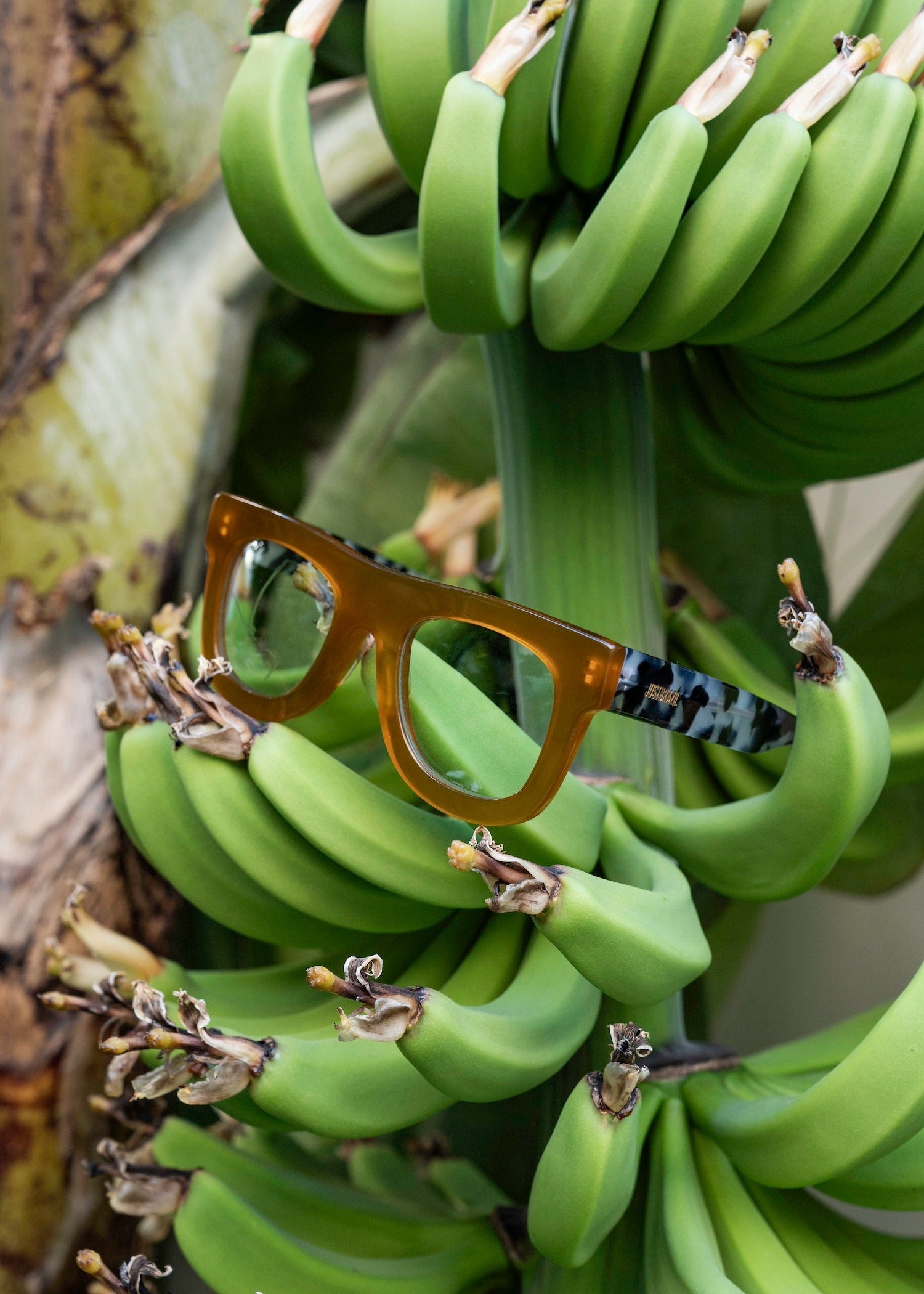 Gale Amber/Tortoise Grey Sunglasses