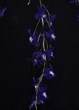 Osklen-Larkspur Scarf-Justbrazil